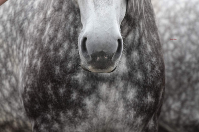 Pacific Northwest equine photographer