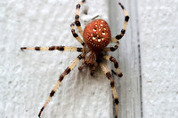 Itsy Bitsy Spider