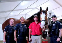 Pierce County Sheriff/Fircrest PD and Budweiser Clydesdales