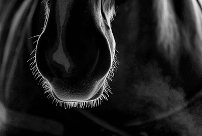 Beauty in the shadows, a Belgian mare
