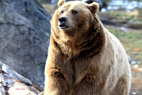 One of many unique facial expressions of the grizzly bear