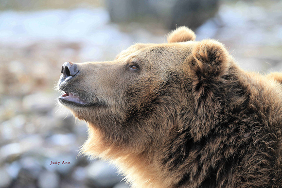 Grizzly bears have a highly developed sense of smell.