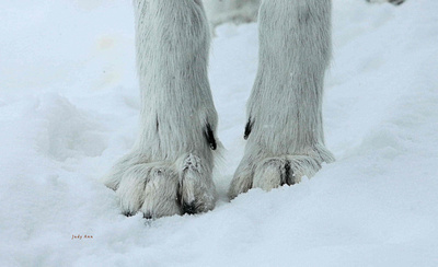 Wolves' feet are larger for body size than that of a dog's
