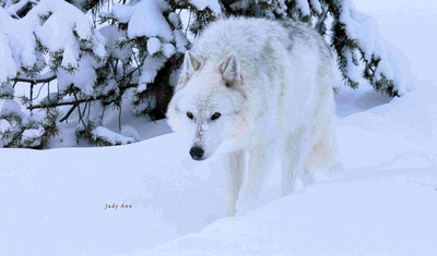 North American wolf genomes reveal there is only one species on the continent: the grey wolf.
