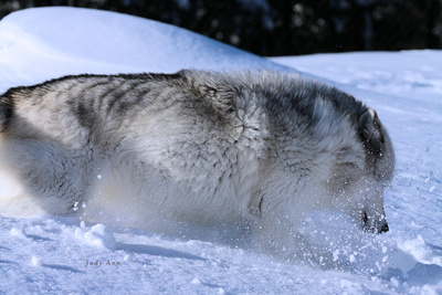 Wolves are very playful, much like domestic dogs.